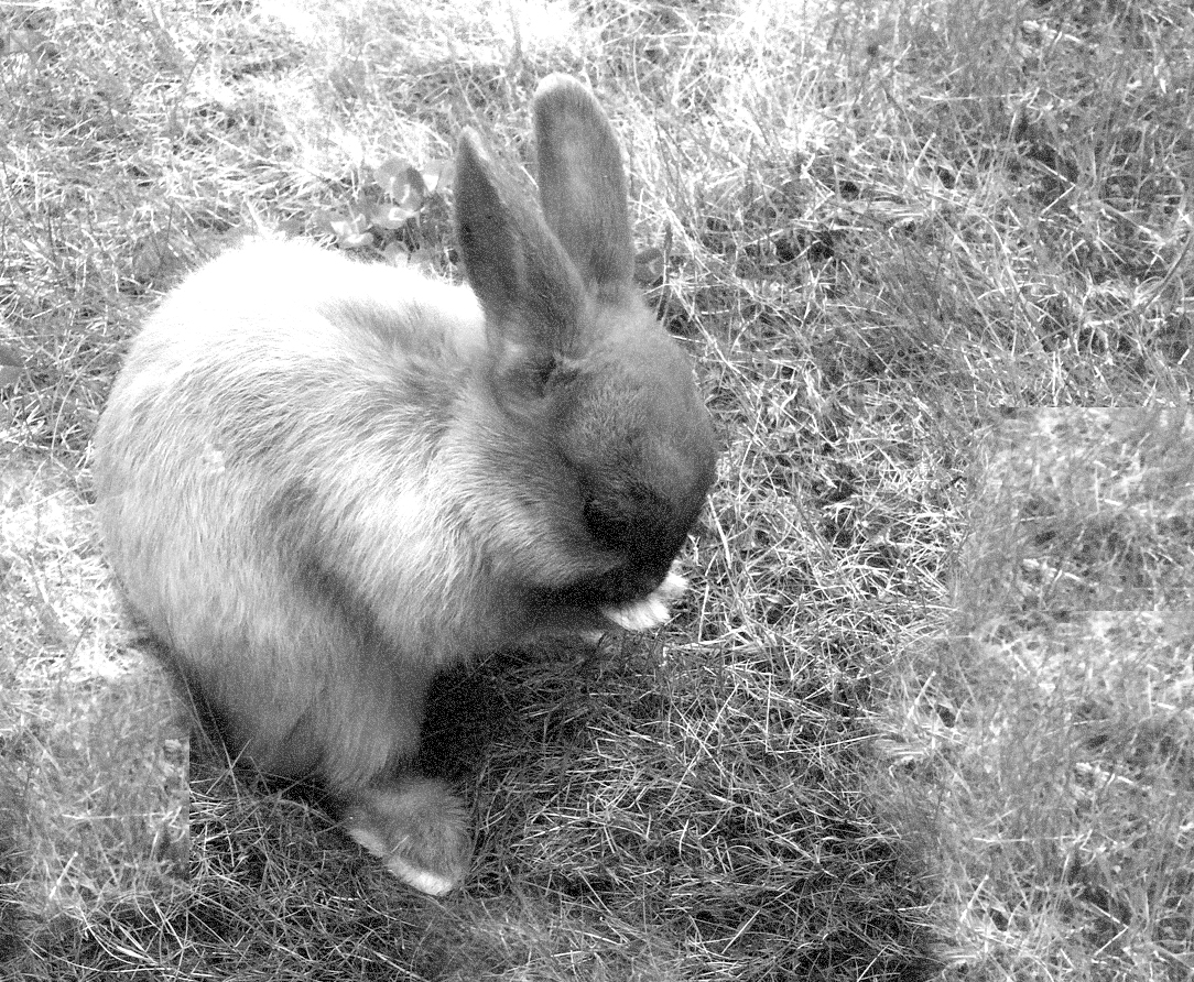bunny :-)